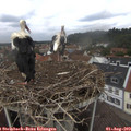 12_40-nest.jpg