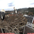 12_45-nest.jpg