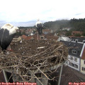 12_50-nest.jpg