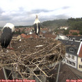 12_55-nest.jpg