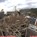 13_00-nest.jpg