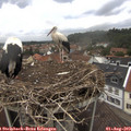 13_05-nest.jpg