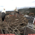 13_10-nest.jpg