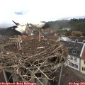 13_15-nest.jpg