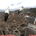 13_20-nest.jpg