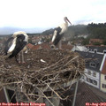13_25-nest.jpg