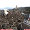 13_30-nest.jpg
