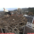 13_35-nest.jpg