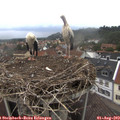 13_40-nest.jpg