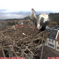 13_45-nest.jpg