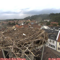 13_50-nest.jpg