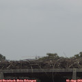 14_00-mast.jpg