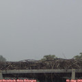 14_25-mast.jpg