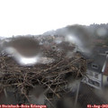 14_25-nest.jpg
