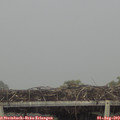 14_30-mast.jpg