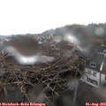 14_30-nest.jpg