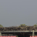 14_40-mast.jpg