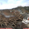 14_40-nest.jpg