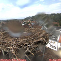 14_45-nest.jpg