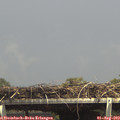 14_50-mast.jpg