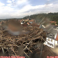 14_50-nest.jpg