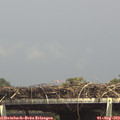 14_55-mast.jpg