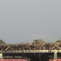 15_00-mast.jpg