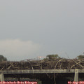 15_05-mast.jpg