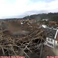 15_05-nest.jpg