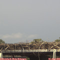 15_10-mast.jpg
