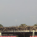 15_15-mast.jpg