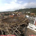 15_20-nest.jpg