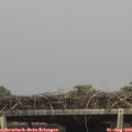 15_45-mast.jpg