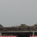 15_50-mast.jpg