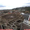 15_50-nest.jpg