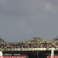 16_30-mast.jpg