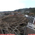 17_00-nest.jpg