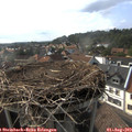 17_20-nest.jpg