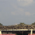 17_25-mast.jpg