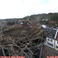 17_30-nest.jpg
