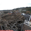 17_40-nest.jpg