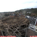 17_50-nest.jpg