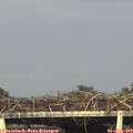 17_55-mast.jpg