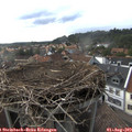 18_00-nest.jpg