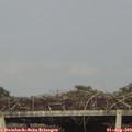 18_25-mast.jpg