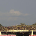 18_55-mast.jpg