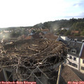 18_55-nest.jpg