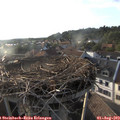19_05-nest.jpg