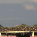 19_10-mast.jpg