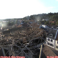 19_10-nest.jpg